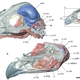 Illustration for article titled The Science of Anatomy is Undergoing a Revival
